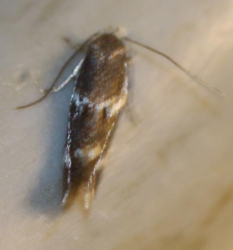 Elachista sp.